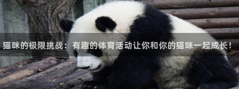 vsport体育：猫咪的极限挑战：有趣的体育活动让你和你的猫咪一起成长！